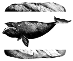 ballena transparente web